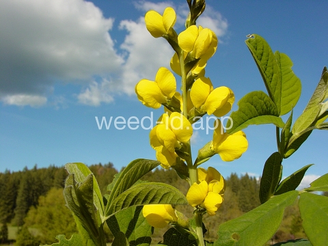 golden pea, mountain